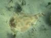 Angel shark