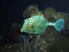 La Francessa Reef at night