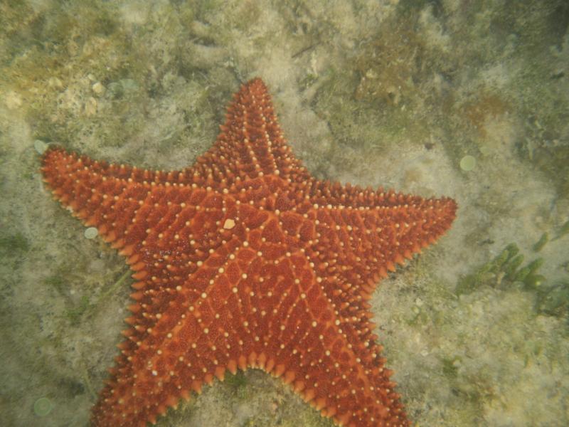 Sea star