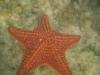 Sea star