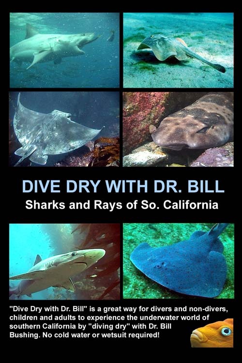 My upcoming DVD on Sharks & Rays to be released Feb 2008