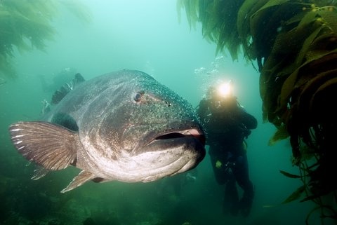 Dr. Bill filming giant sea bass