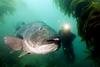 Dr. Bill filming giant sea bass