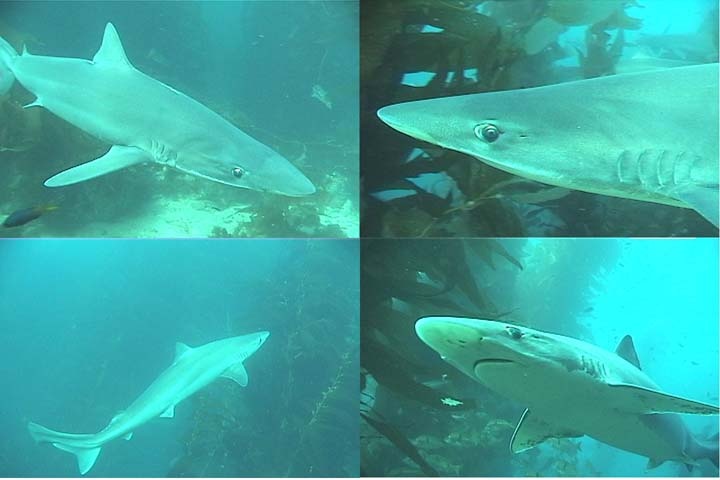 soupfin sharks off Lover`s Cove, Catalina