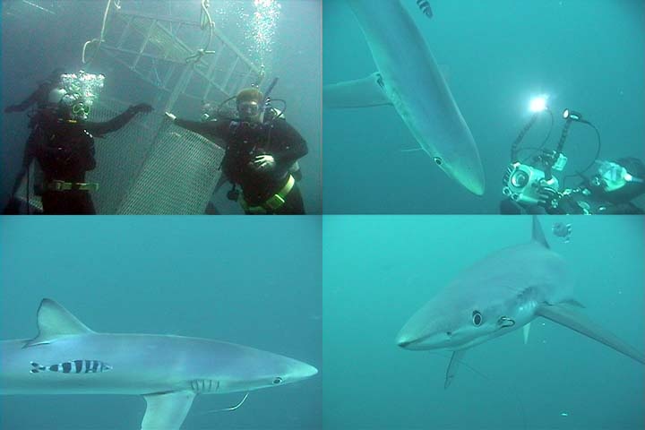 blue sharks off Catalina Banks