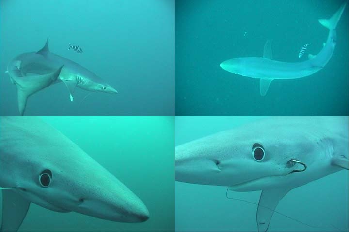 Blue sharks off Catalina Banks, part 2