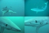 Blue sharks off Catalina Banks, part 2