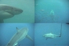 Great white sharks off Guadalupe, part 2