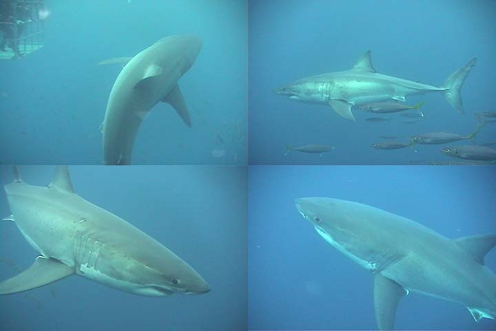 Great white sharks off Guadalupe Island, part 2