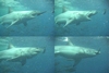 Great Whites of Guadalupe Island, part 3