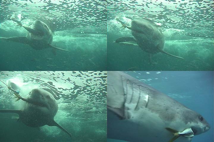 Great white sharks of Guadalupe Island, part 4