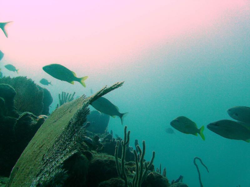 Pompano Fl.