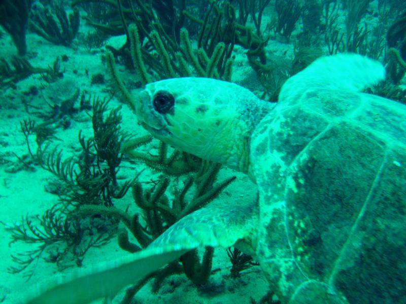 Jupiter Fl. dive