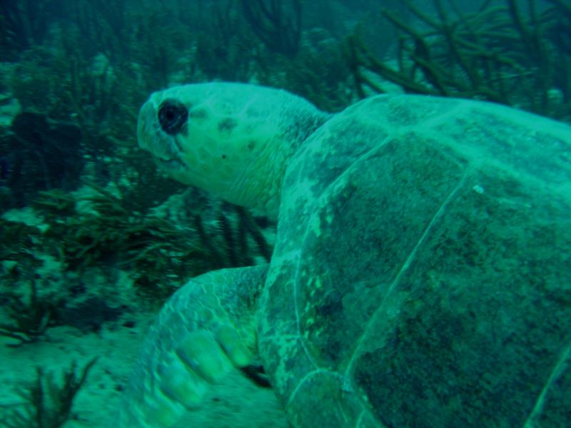 Jupiter Fl. dive