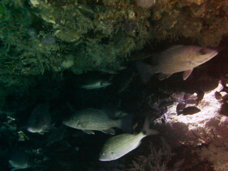 Jupiter dive 1/28/12