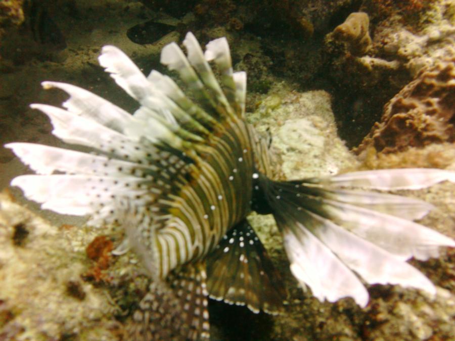 Lion Fish {Dinner}