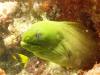 Green moray