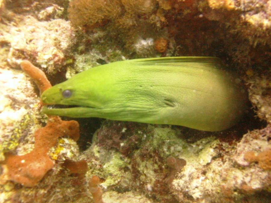 Green moray