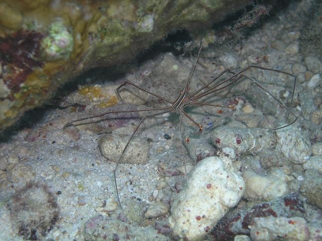 Arrow Crab - Bonaire