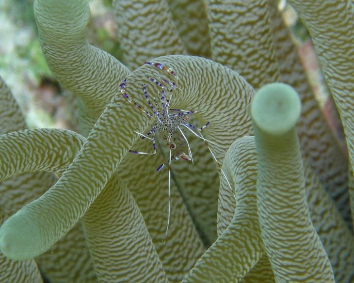 Cleaner Shrimp - Bonaire