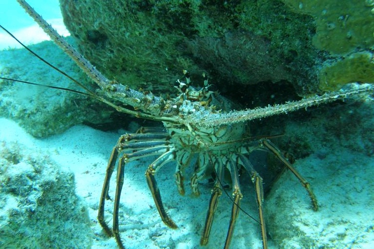 Lobster - Bonaire