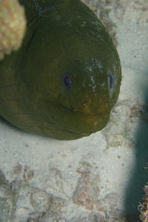 Moray Eel - Bonaire