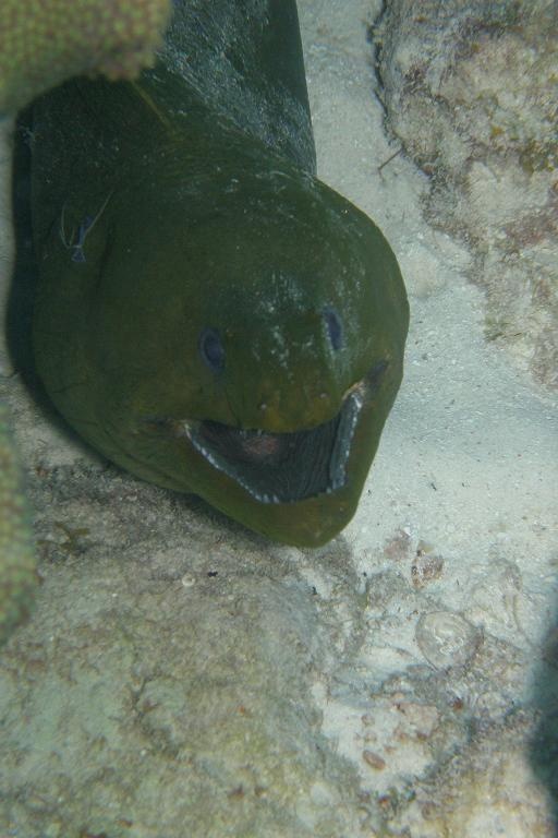 Moray Eel - Bonaire