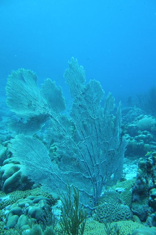 Sea Fan - Bonaire
