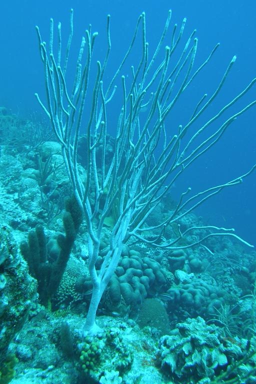 Seascape - Bonaire