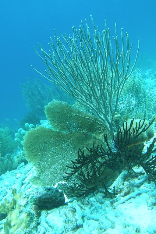 Seascape - Bonaire