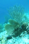 Seascape - Bonaire