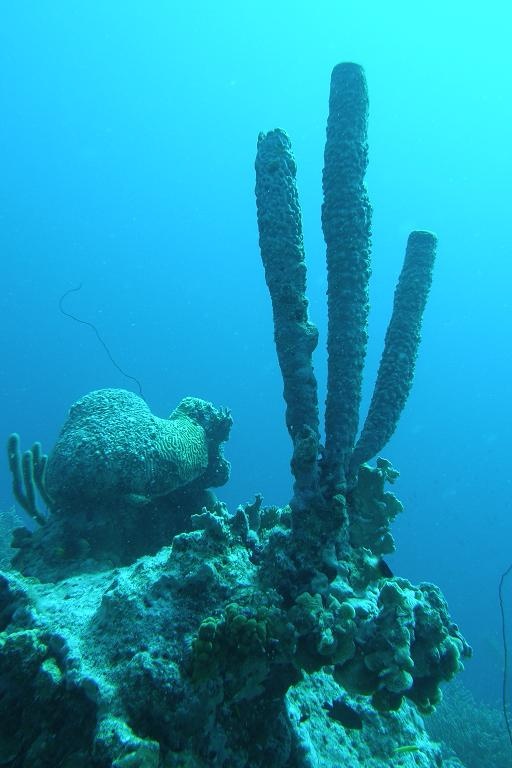 Tube Sponges - Bonaire