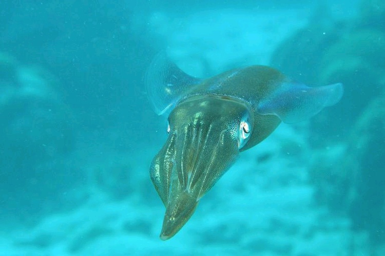 Squid - Bonaire
