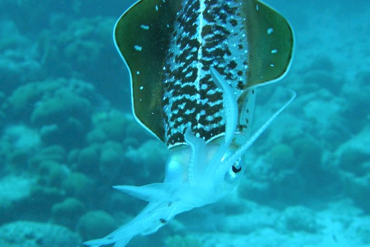 Squid - Bonaire