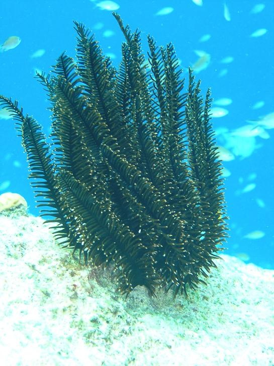 Algae Bonaire