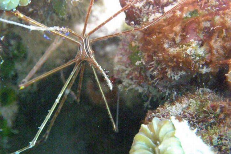 Arrow Crab 