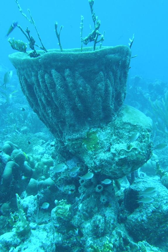 Barrel Sponge