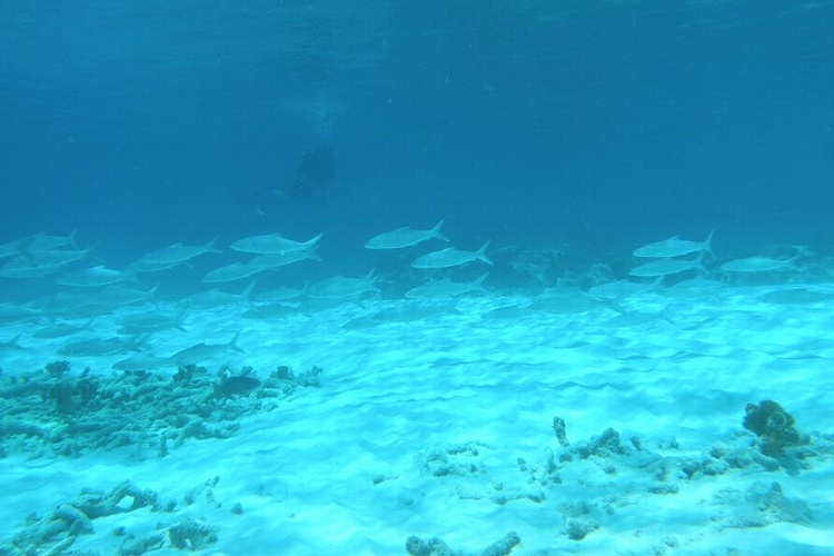 Bone Fish - Bonaire, Northside