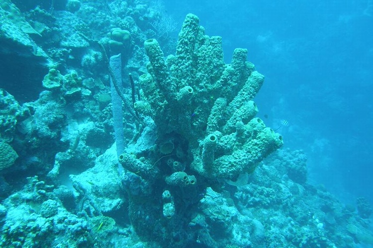 Tube Sponges
