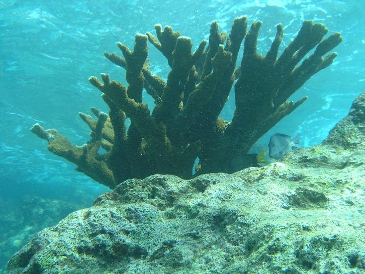 Elk Horn Coral