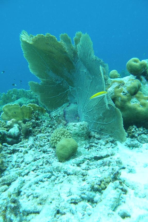 Sea Fan