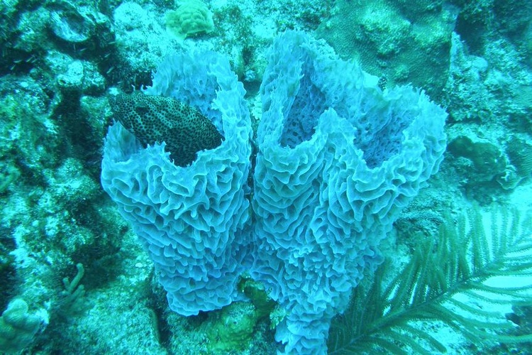 Graysby in a Sponge