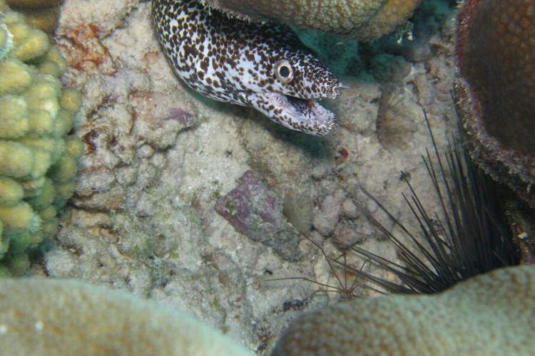 Eel with Arrow Crab and Urchin