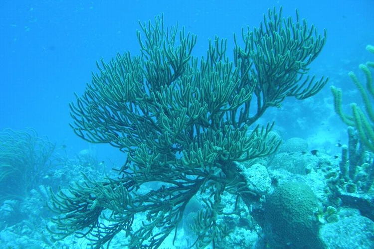Seascape Bonaire