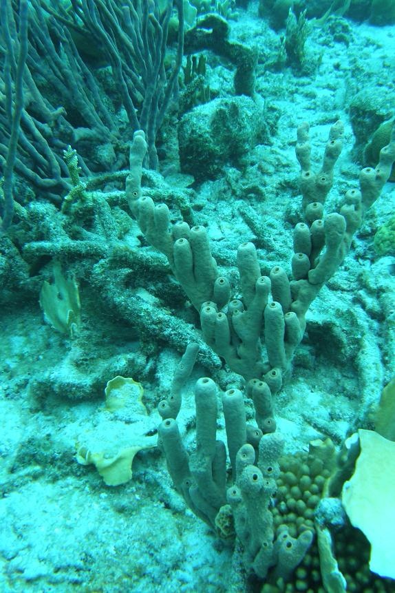 Sponge - Bonaire