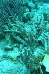 Sponge - Bonaire
