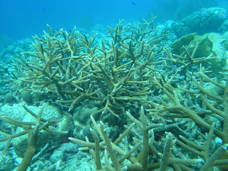 Stag Horn Coral - Bonaire 