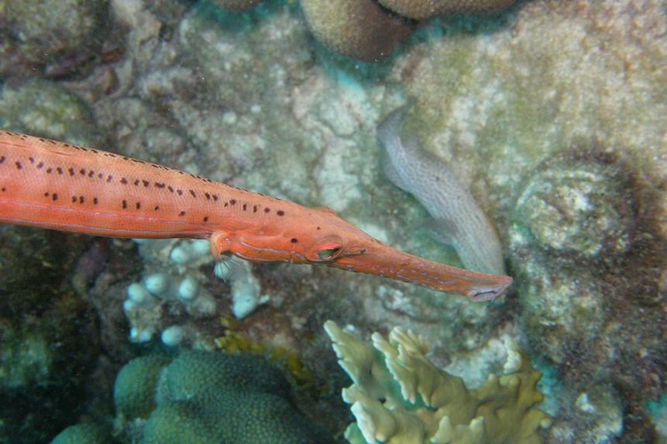 Trumpet Fish