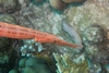 Trumpet Fish