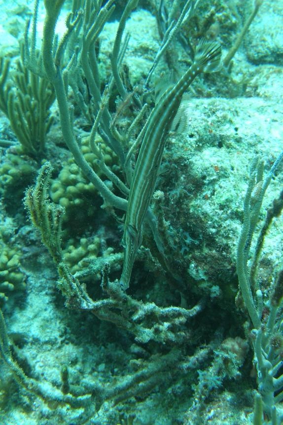 Trumpet Fish